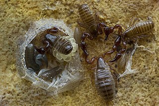 <i>Paratemnoides</i> Genus of pseudoscorpions