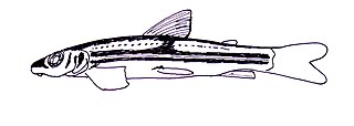 <i>Parodon</i> Genus of fishes