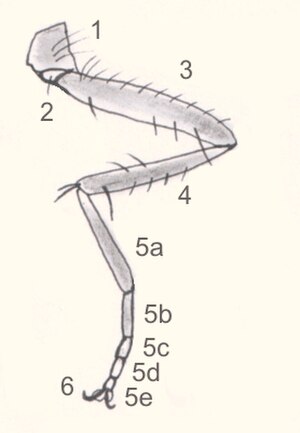 Diptera: Anatomía, Ciclu biolóxicu y desenvolvimientu, Ecoloxía