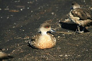 Crested duck Species of duck native to South America