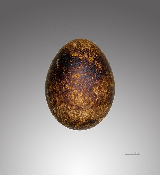 File:Pernis apivorus MHNT.jpg