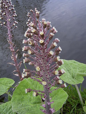 Common butterbur (Petasites hybridus)