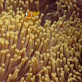 * Nomination Red Sea clownfish (Amphiprion bicinctus) in a magnificent sea anemone (Heteractis magnifica), Red Sea, Egypt --Poco a poco 07:53, 13 August 2023 (UTC) * Decline  Comment Looks like it didn't focus properly either the fish or the anemone. --Sebring12Hrs 19:57, 21 August 2023 (UTC)  Oppose Per Sebring12Hrs. --多多123 12:25, 25 August 2023 (UTC)