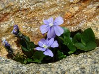 Viola nummulariifolia