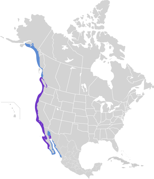 File:Phalacrocorax penicillatus map.svg