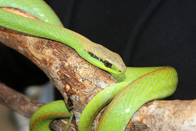 Lichtenstein's Green Racer (Philodryas olfersii) · iNaturalist