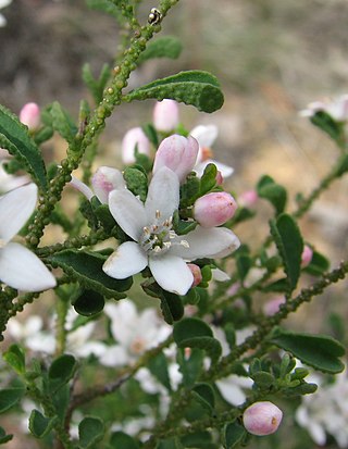 <i>Philotheca verrucosa</i> Species of plant