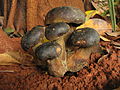 Phlebopus portentosus (Boletinellaceae)