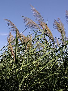 grass - Wiktionary, the free dictionary