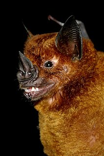 Greater spear-nosed bat Species of bat