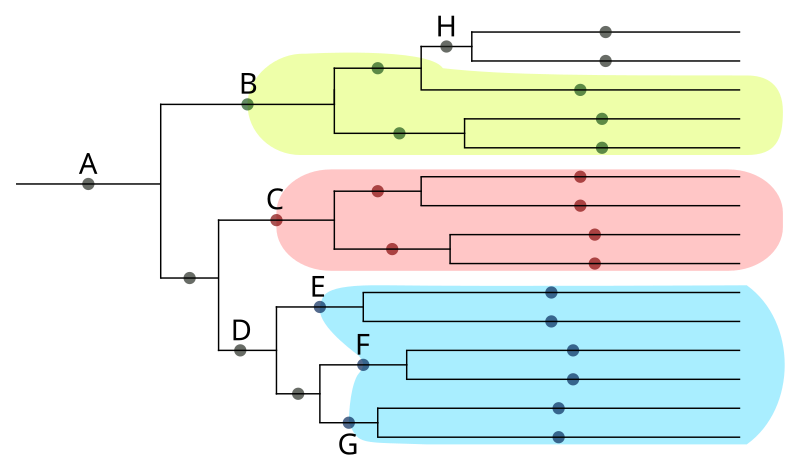 File:Phylogenetic.svg