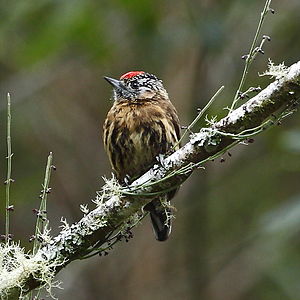 Picumnus nebulosus - Mottled piculet.JPG