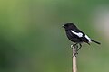 * Nomination Pied Bushchat. By User:Mildeep --Nirmal Dulal 10:19, 30 March 2024 (UTC) * Promotion  Support Good quality. --Pdanese 17:38, 30 March 2024 (UTC)