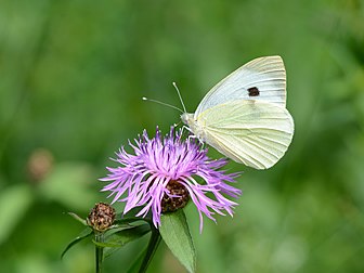 Borboleta-das-couves (Pieris brassicae) sobre a flor de uma centáurea (Centaurea jacea) (definição 4 969 × 3 727)