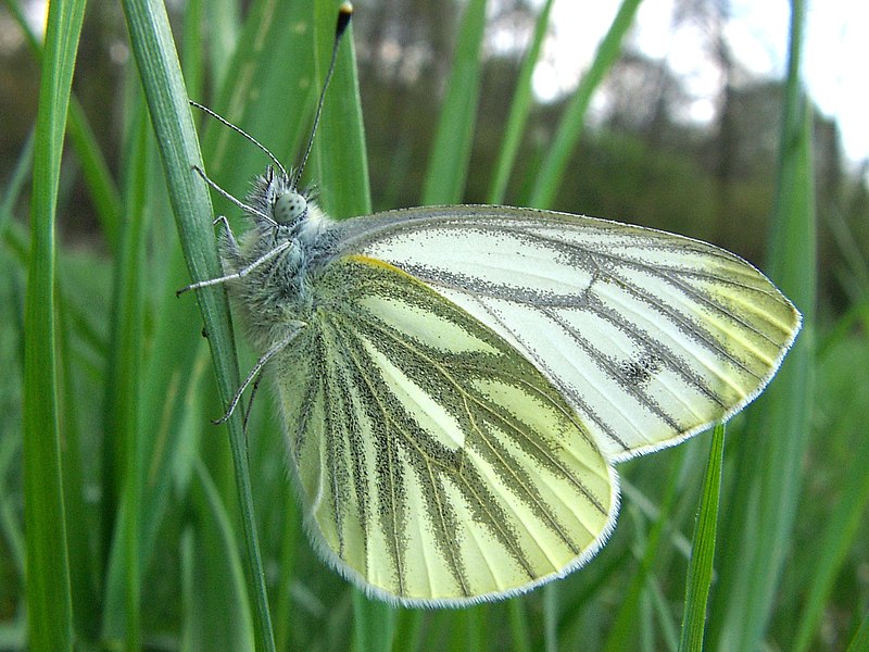 File:Pieris napi(Bielinek bytomkowiec).JPG