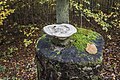 * Предлог Trametes gibbosa on a tree stump at Ebelsberg --Plozessor 04:37, 5 May 2024 (UTC) * Поддршка  Support Good quality. --GoldenArtists 07:19, 5 May 2024 (UTC)