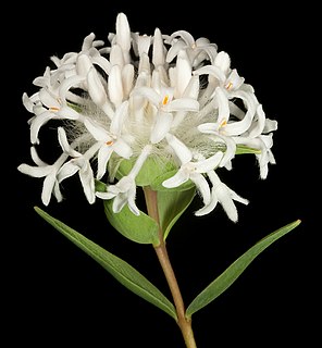 <i>Pimelea brevistyla</i> Species of shrub