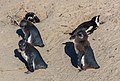 * Nomination African penguins (Spheniscus demersus), Boulders Beach, Simon's Town, South Africa --Poco a poco 20:39, 4 November 2018 (UTC) * Promotion  Support Good quality. --Ermell 23:16, 4 November 2018 (UTC)