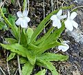 Miniatura para Pinguicula vallisneriifolia