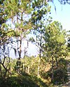 Pinus occidentalis Jarabacoa.jpg