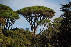 Description de l'image Pinus pinea Wellington Botanic Gardens.jpg.