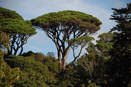 Tập_tin:Pinus_pinea_Wellington_Botanic_Gardens.jpg