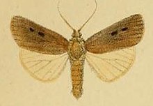 Pl.3-01-Ochropleura talda = Agrotis talda (Schaus ve Clements, 1893) .JPG