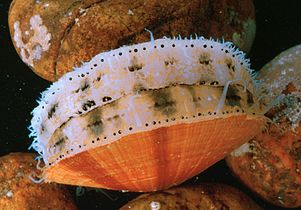 Molluscs usually have eyes. Bordering the edge of the mantle of a scallop, a bivalve mollusc, can be over 100 simple eyes.