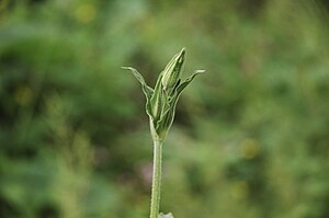 Plante à identifier