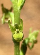 Platanthera colemanii