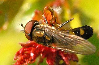 <i>Platycheirus splendidus</i> Species of fly