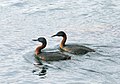 Podiceps major – ponirek v parku Tierra del Fuego