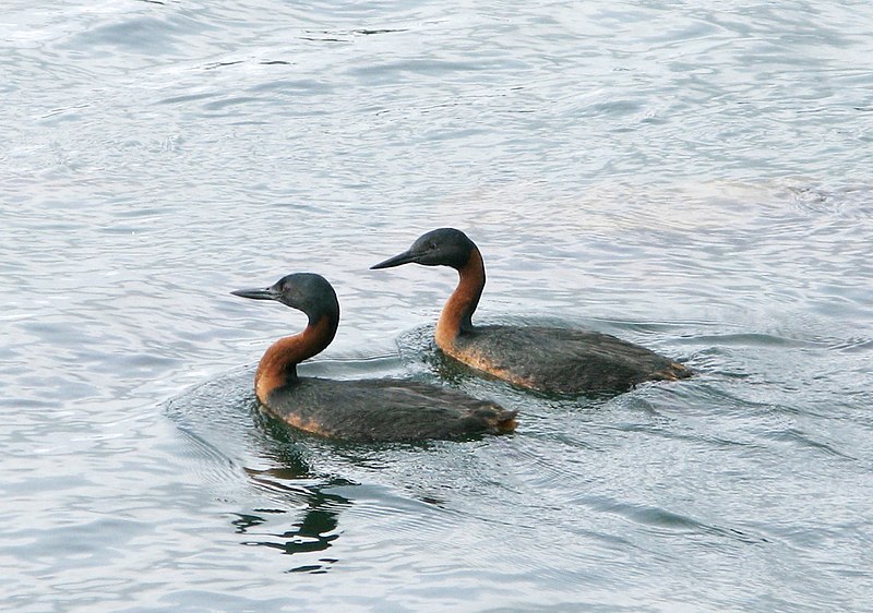 Podiceps major Wikipedia la enciclopedia libre