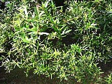 Podocarpus polystachyus.JPG 