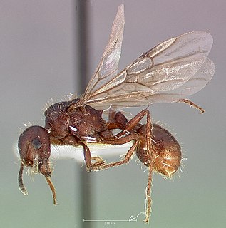 <i>Pogonomyrmex colei</i> Species of ant