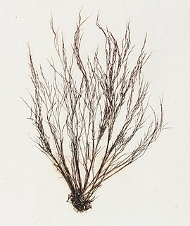 <i>Polysiphonia nigra</i> species of algae