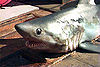 Porbeagle