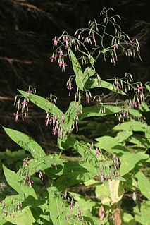 <i>Prenanthes</i> genus of plants