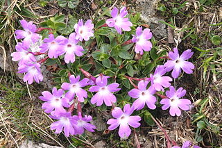 <i>Primula wulfeniana</i> Species of flowering plant
