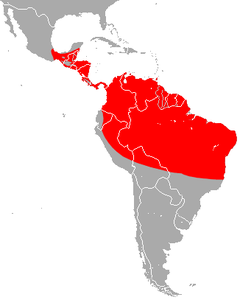 Distribuição do morcego-de-tromba.