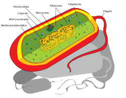 Estructura celular de una bacteria procariota