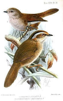 Rusty-capped fulvetta (foreground) with Fulvetta cinereiceps. ProparusKeulemans.jpg