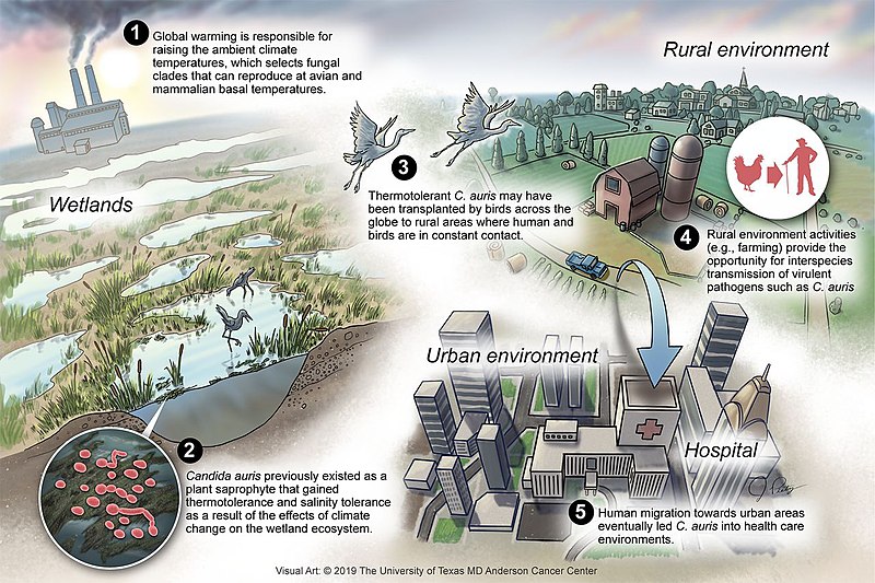 File:Proposed scheme for the emergence of Candida auris.jpg