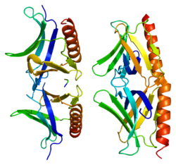 חלבון HOMER2 PDB 1i7a.png
