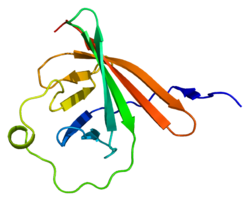 Ақуыз TCL1A PDB 1jsg.png