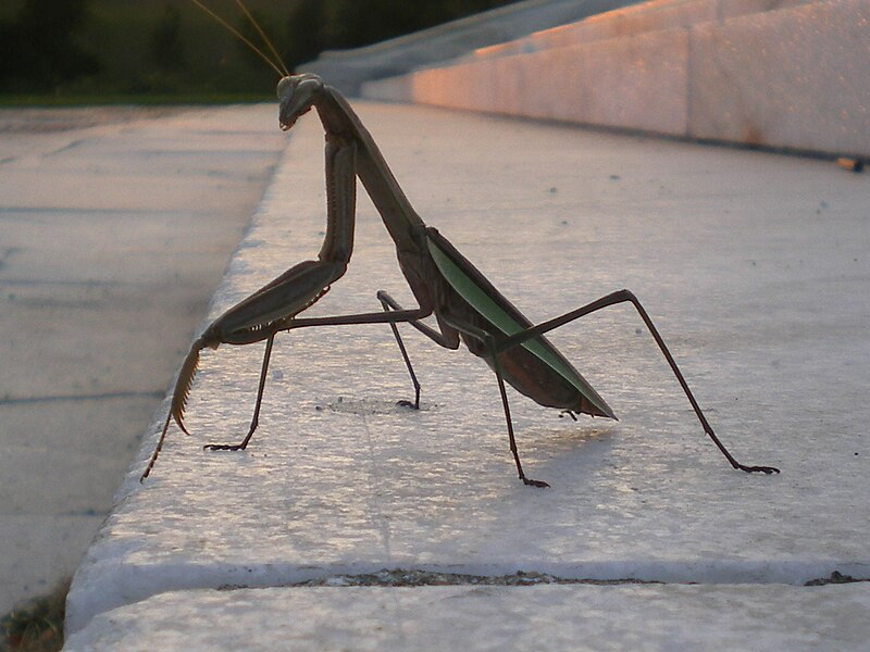 File:Providence preying mantis looking sideways.jpg