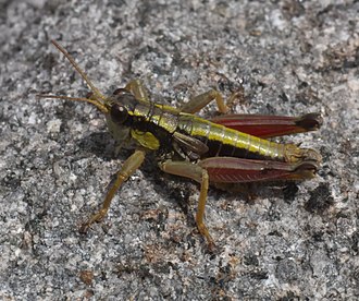 Prumnacris rainierensis Prumnacris rainierensis P1060287a.jpg