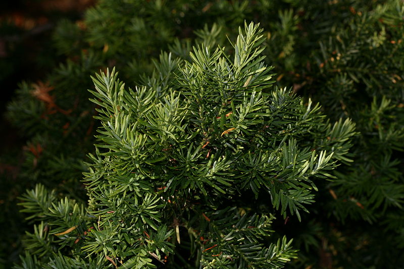 File:Prumnopitys andina (Lleuque or Chilean plum yew).jpg