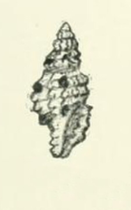 Pseudodaphnella_excellens