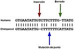 Miniatura para Pseudogén